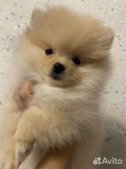 Малый немецкий шпиц щенки