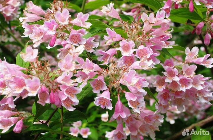 Кольквиция прелестная