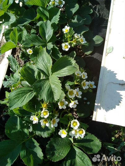 Клубника Чёрный принц, Азия саженцы