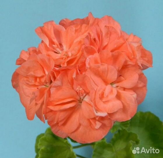 Срез сингониума