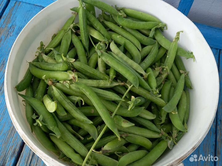 Куст гороха