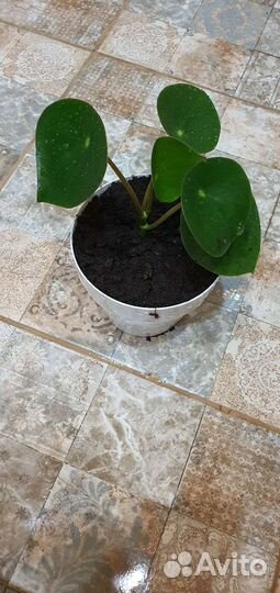 Пеперомия рейндроп