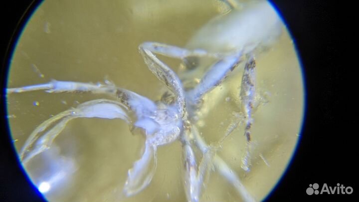 Янтарь с инклюзом