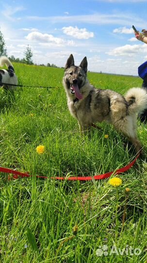 Пес Мартин в добрые руки