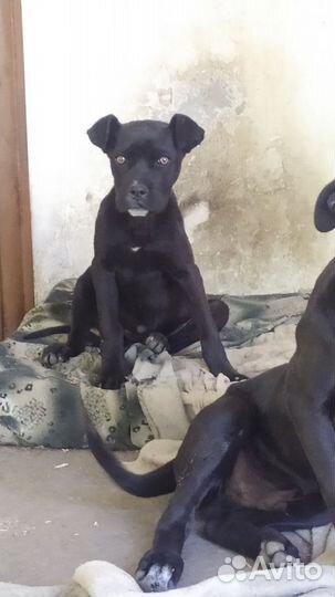 Щенки кане Корсо