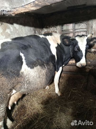 Корова стельная дойная