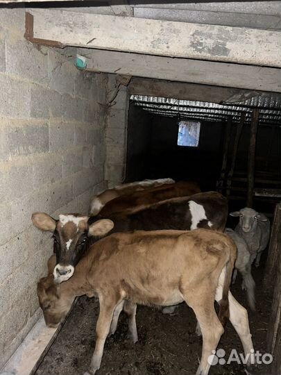 Телята пародистые семиталки 2, местныее 2