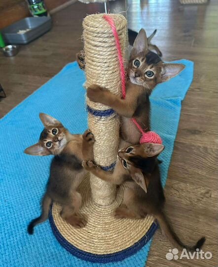 Абиссинские элитные котики