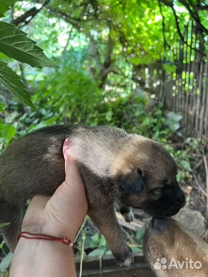 Собака в добрые руки щенок