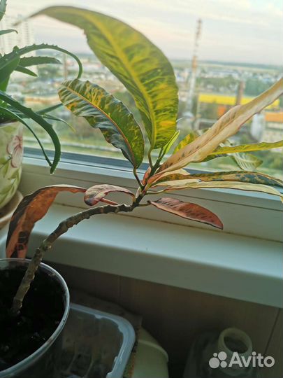 Кодиеум кротон