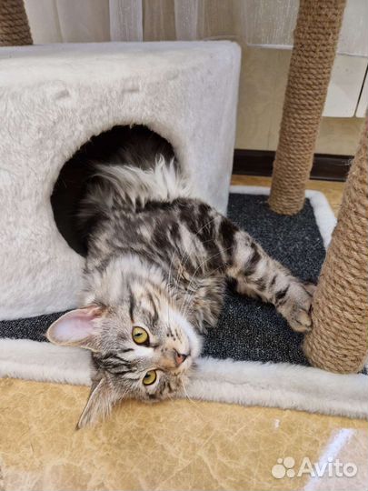 Вязка Курильский бобтейл