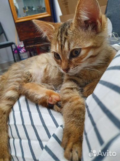 Котёнок девочка