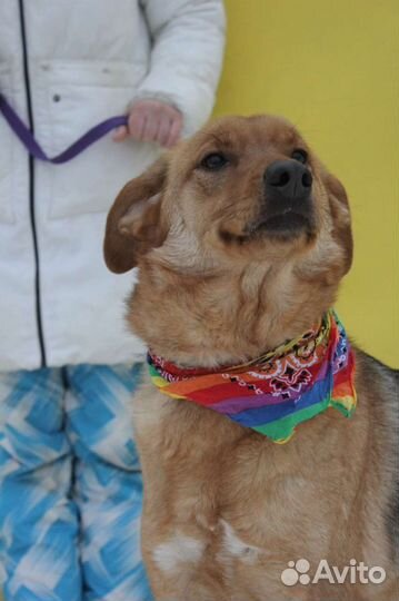 Возми собаку из приюта