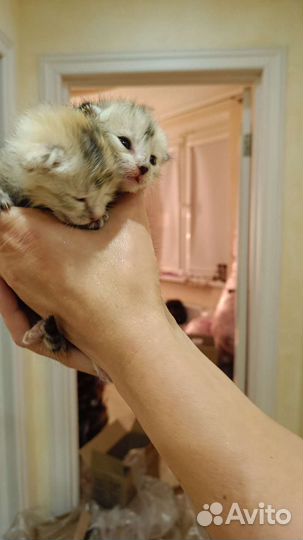 Отдам в добрые руки