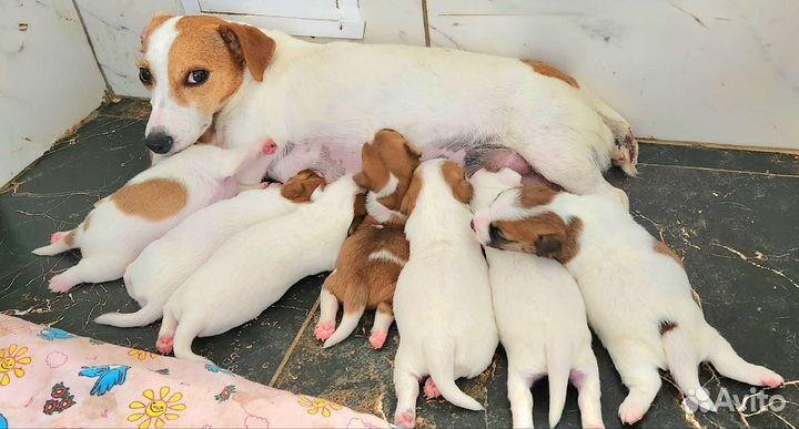 Щенки Джеки коротколапые, гладкошерстные