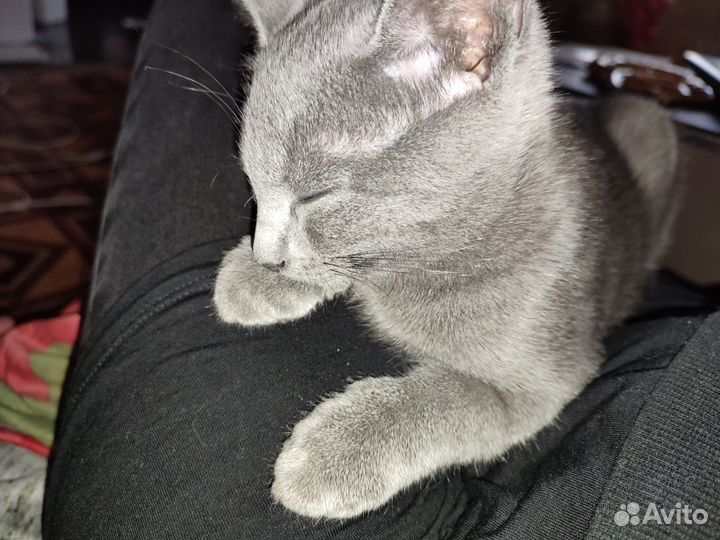 Шикарный котенок ищет дом