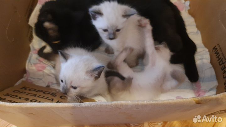 Котятки сиамские