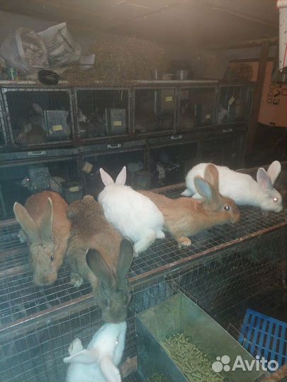 Кролик, мясо кролика