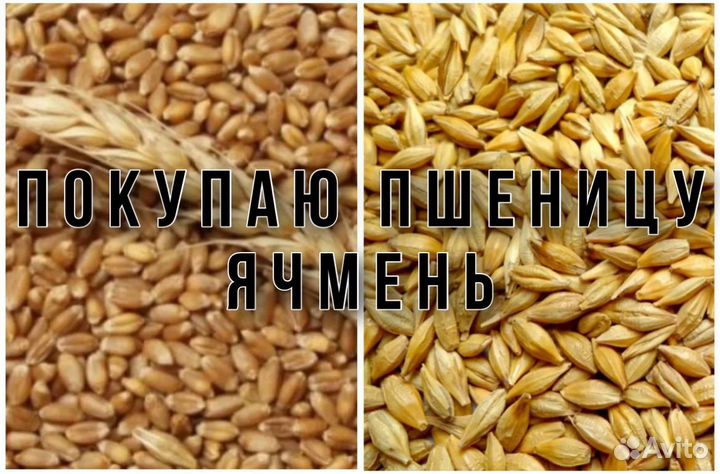 Зерно пшеница ячмень покупка продажа