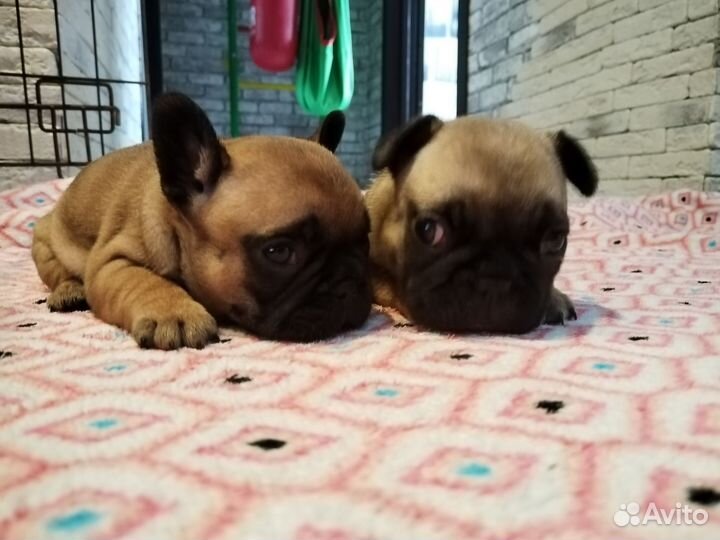 Самые сладкие французские булочки