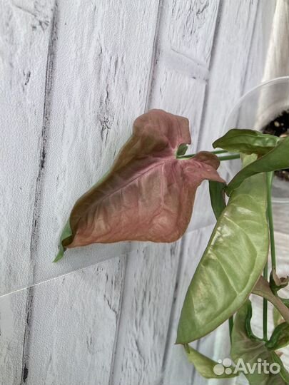 Сингониум неон пинк