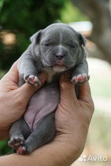 Американский булли голубой окрас