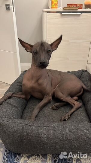 Вязка собак