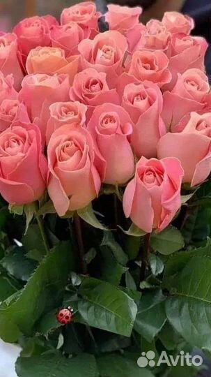 Цветы розы и букеты