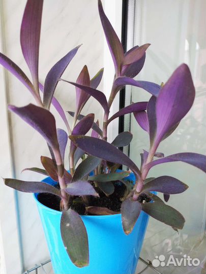 Традесканция Цветок