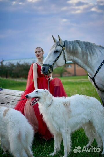 Аренда собак- Русских Псовых Борзых для фотосессии
