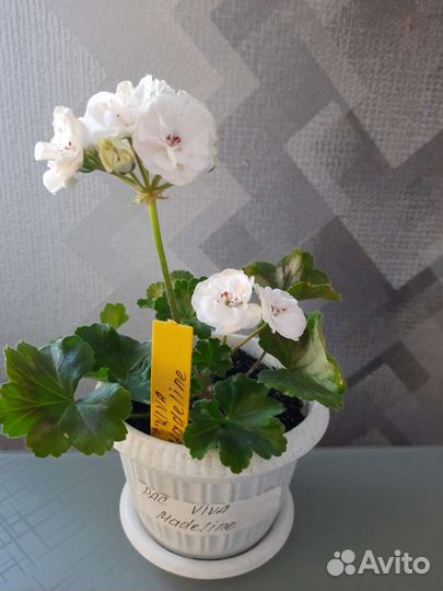 Герань пеларгония в горшке