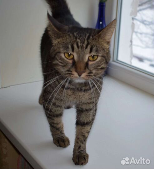 Красивый Котофей в дар