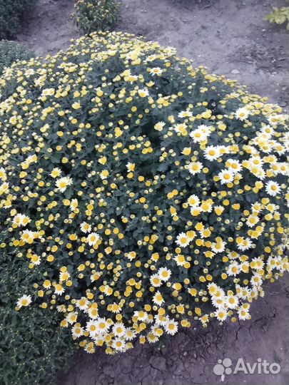 Хризантемы мультифлора