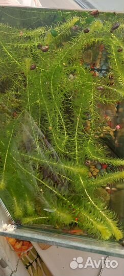 Элодея водоросли