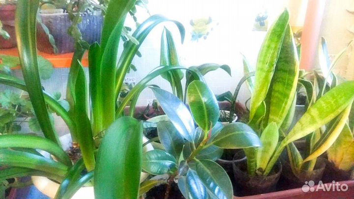 Комнатные цветы / растения