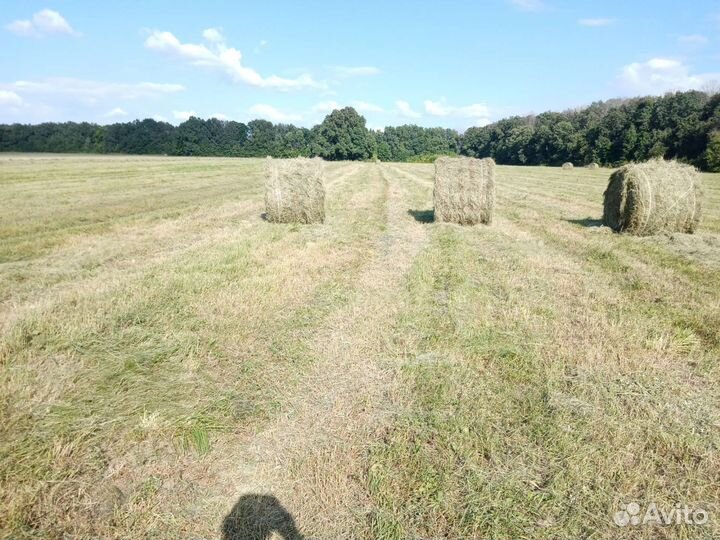 Продам сено в рулонах