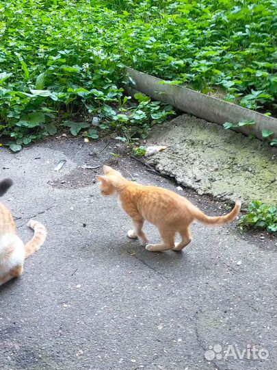 Котята 2 мес маркиз и рыжие