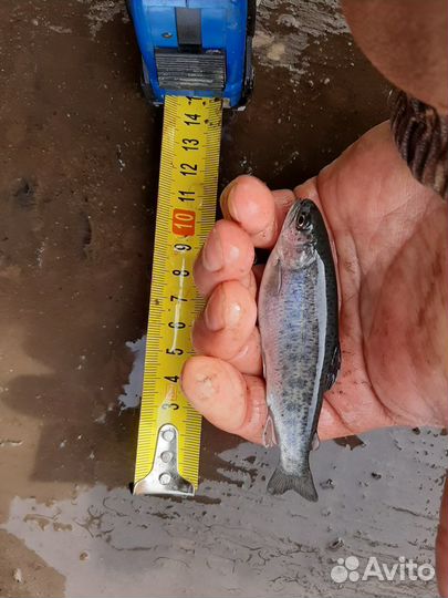 Малёк форели