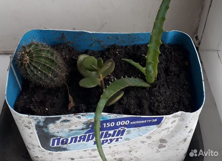 Горшок с суккулентами