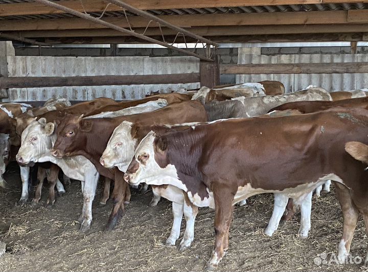 Продаются бычки