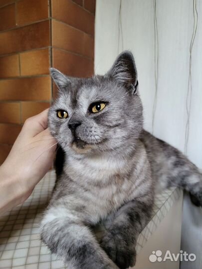 Домашняя передержка кошек