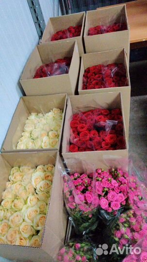 Срезанные Розы напрямую из теплиц цветы