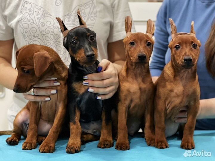 Цвергпинчер