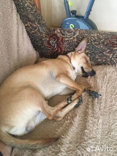 Потерялась собака