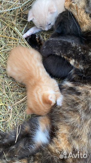 Котята в добрые руки