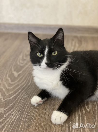 Кот Мышонок