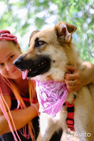 Возьми друга из приюта