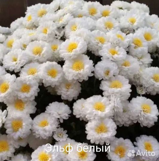 Декоративные кустарники