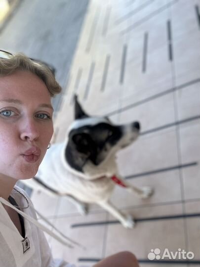 Выгул собак