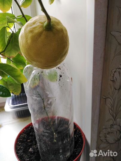 Лимон. Лимонное дерево плодоносящий